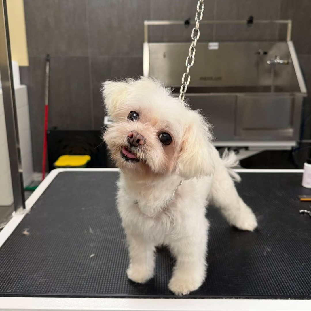 Cagnolino bianco dopo la toelettatura, con la testa inclinata