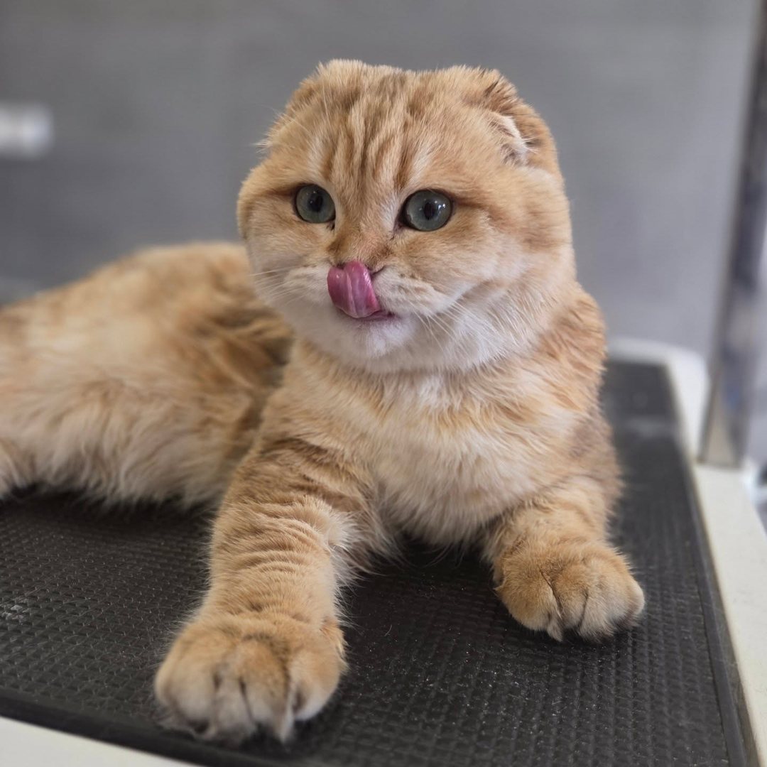 Gatto rosso con le orecchie piegate, sdraiato sul tavolo da toelettatura