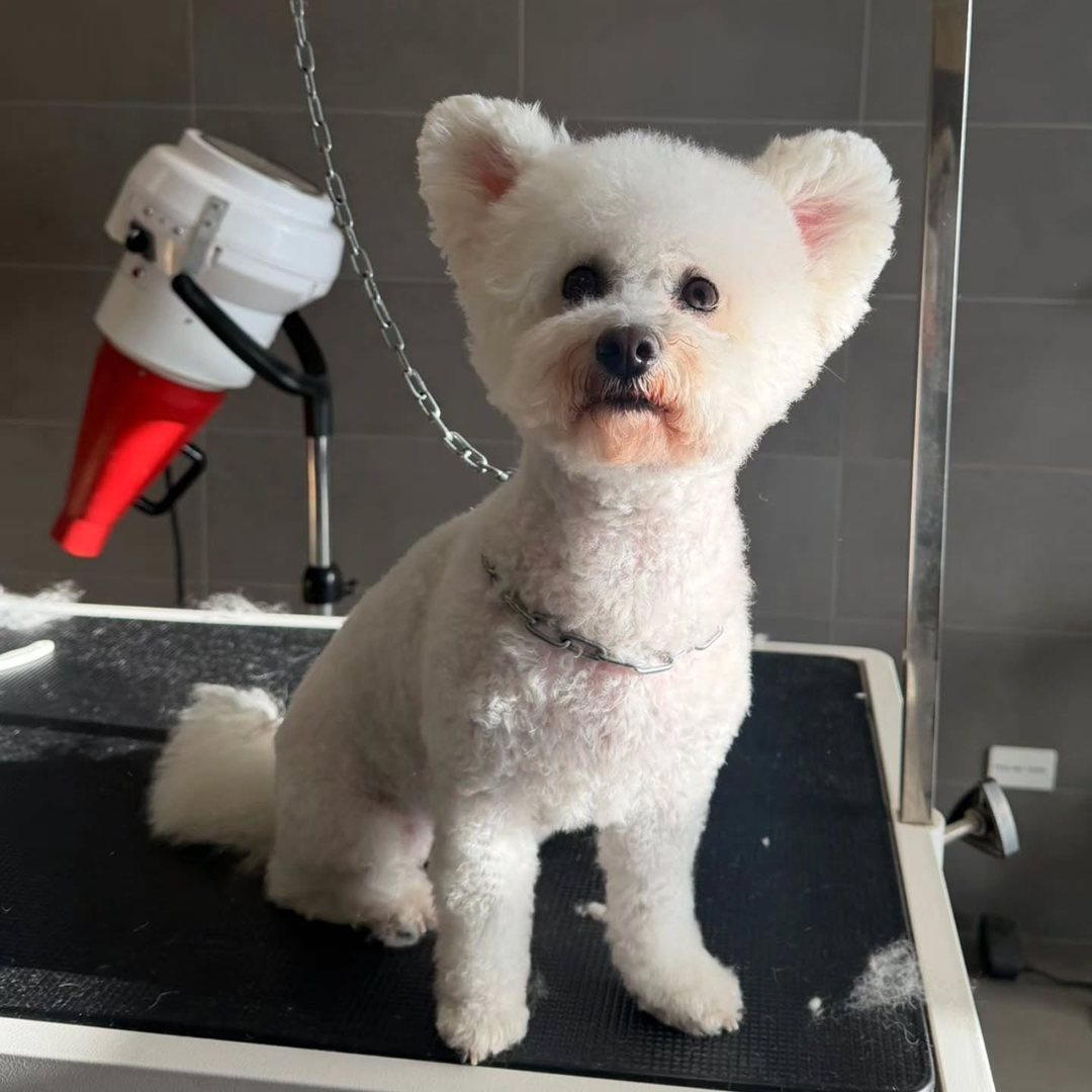 Cagnolino bianco appena toelettato, seduto sul tavolo da toelettatura